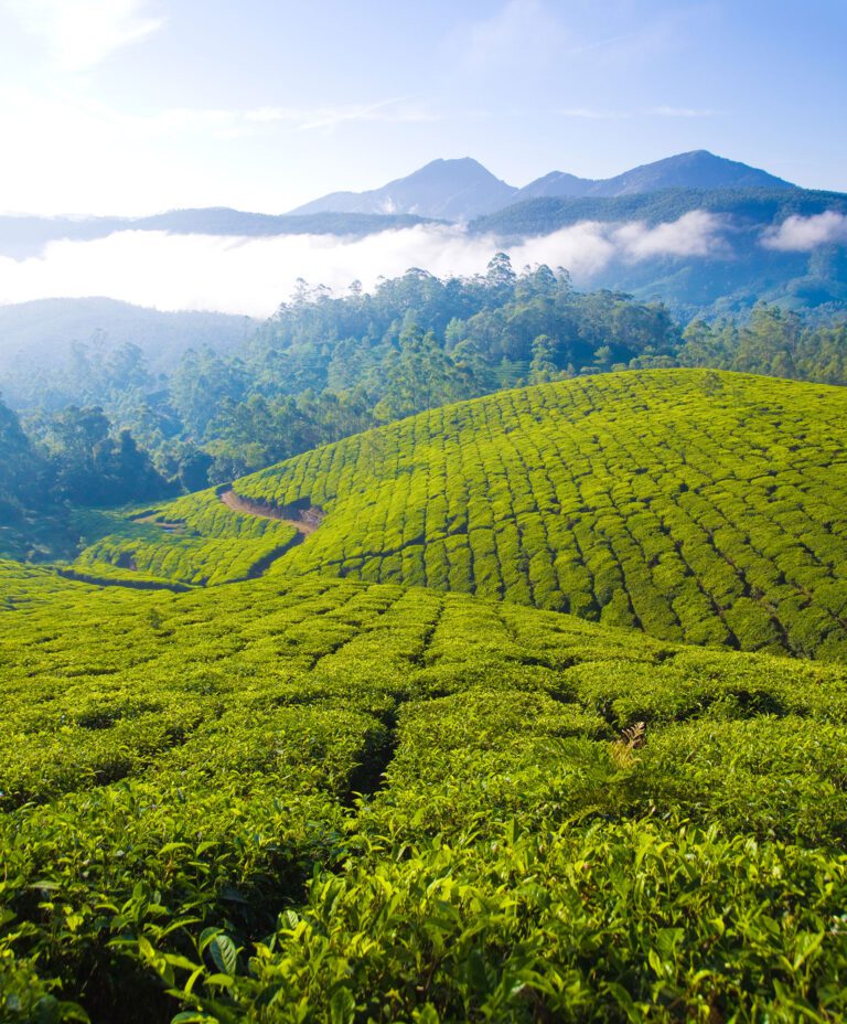 Titelbild-Tea-cultivation-in-Kerala-India
