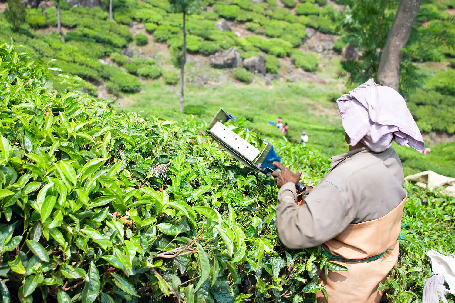 Woman-picking-tea-leaves-in-a-tea-plantation-Munnar-Kerala-India