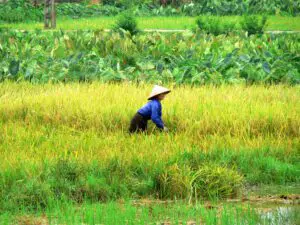 arbeiterin-reisfeld-vietnam