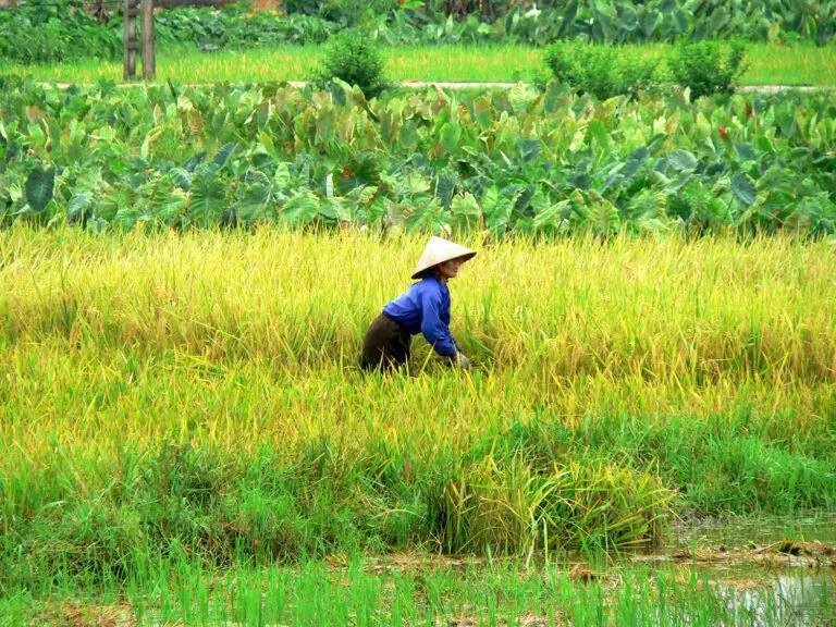 arbeiterin-reisfeld-vietnam