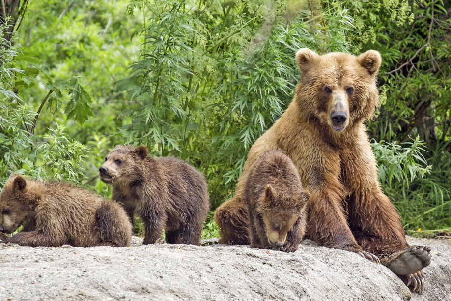 Baerenfamilie-am-Kurilensee