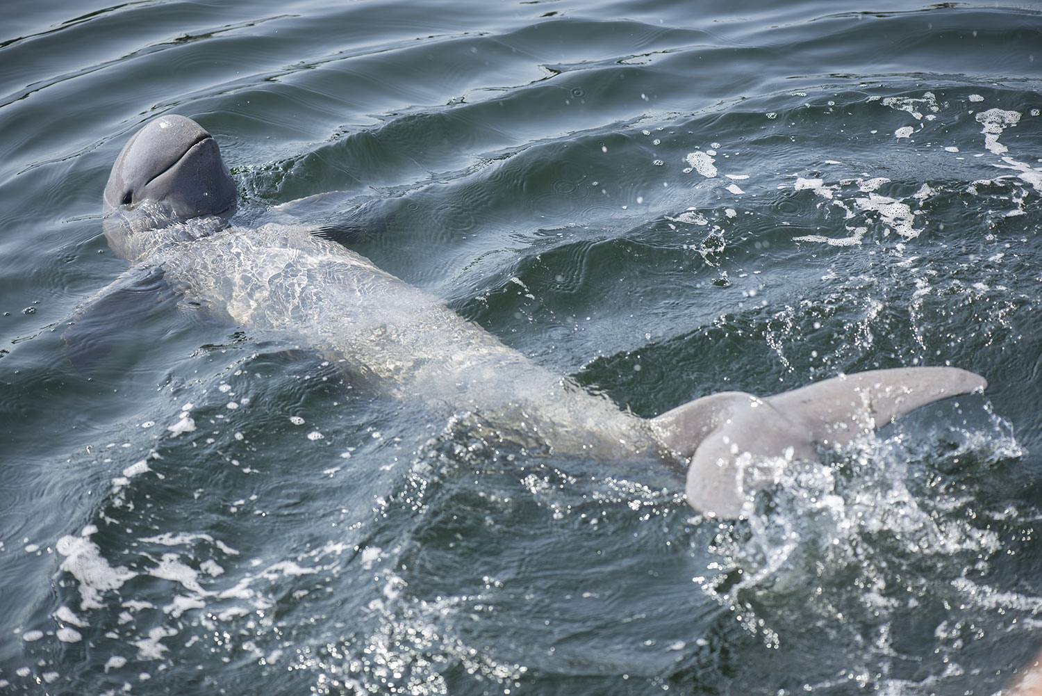 Titelbild-Irrawaddy-Delphin