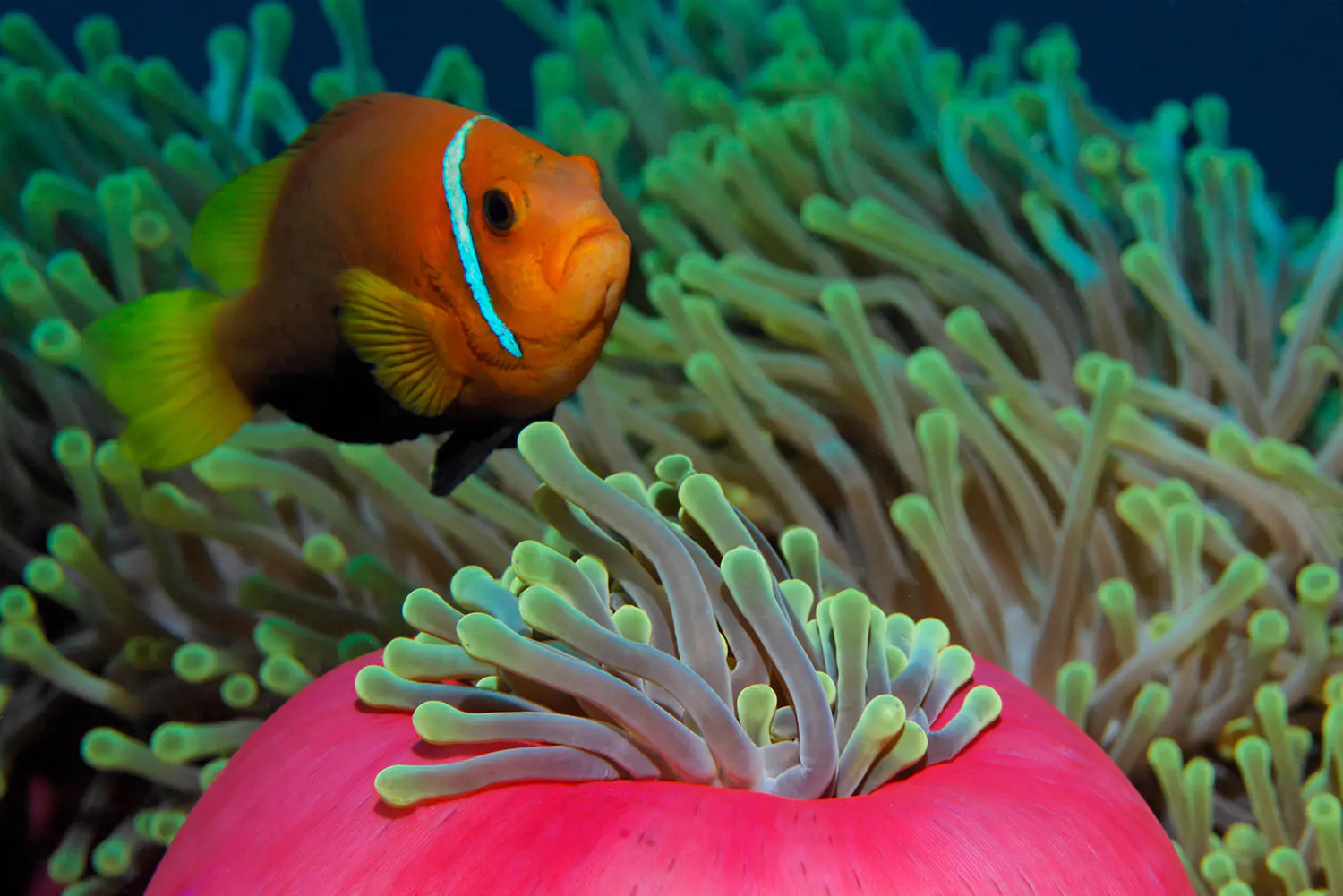 anemonenfisch-indischer-ozean-malediven