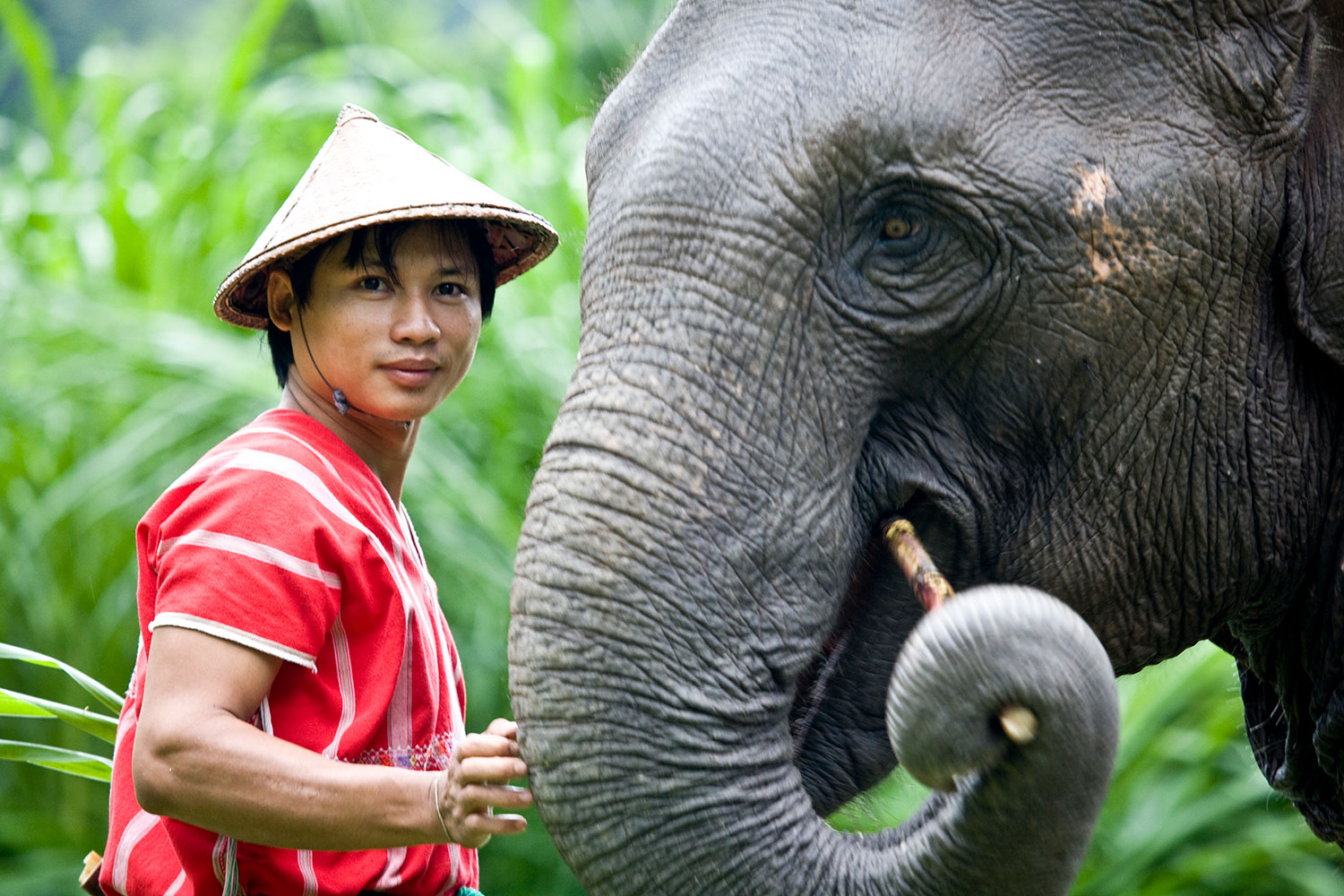 mahut-elephant-hills-luxury-camp-khao-sok-nationalpark-thailand