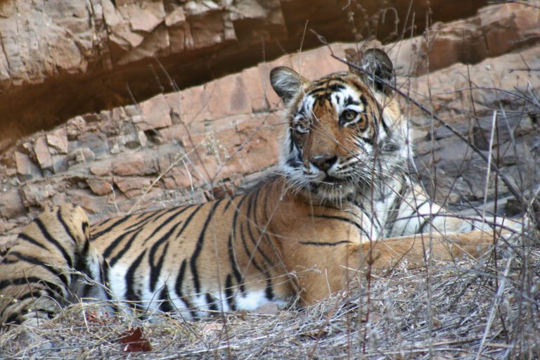 Indien Rundreise Nationalparks-tiger