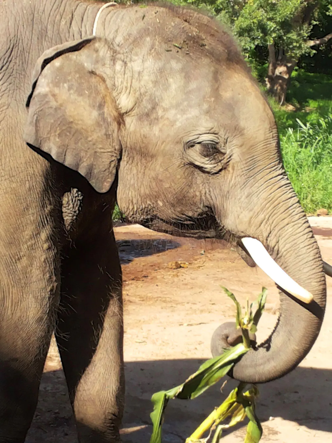 elefant