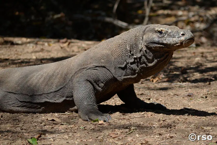 SFR-komodowaran