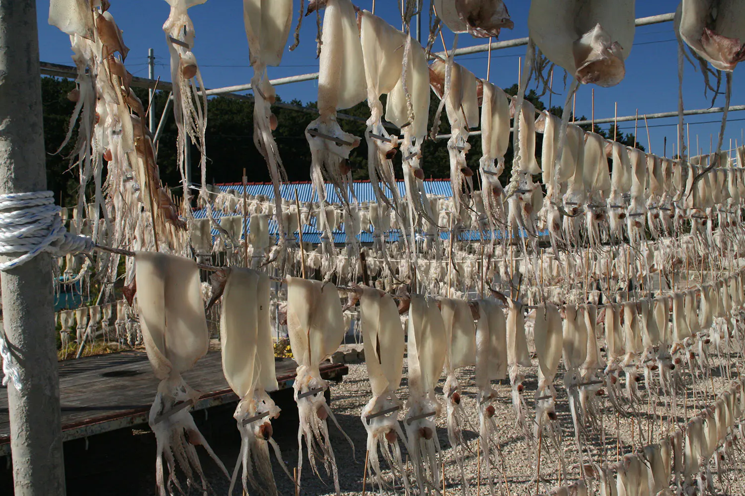 Squid-put-out-on-hangars-to-dry-before-being-sent-to-market-as-a-snack-food