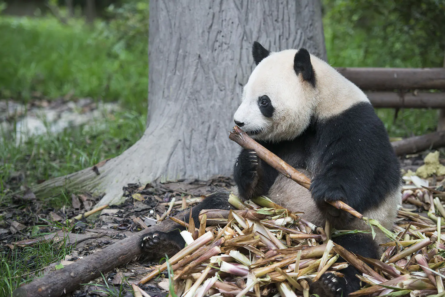 Tiere-Pandabaer-Chengdu-Panda-Aufzuchtstation