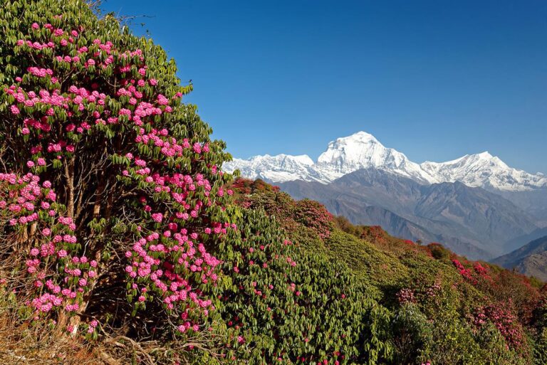 7.1NEP 2018 2SHP Poon Hill