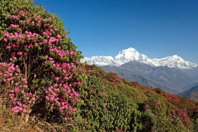 7.1NEP 2018 2SHP Poon Hill