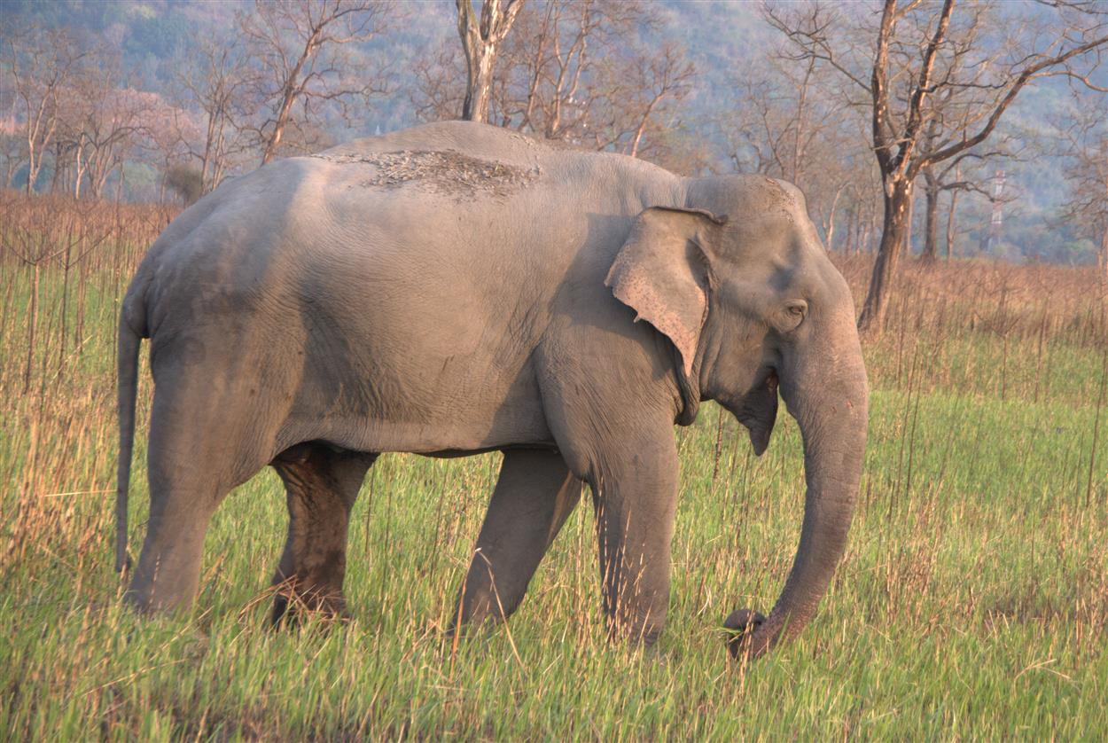 7 sfr-safaris-indien-02