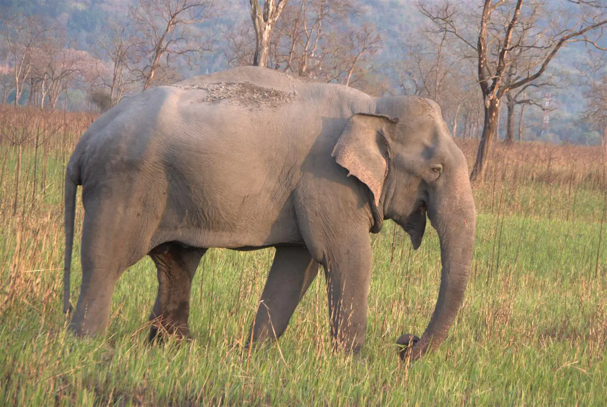 7 sfr-safaris-indien-02