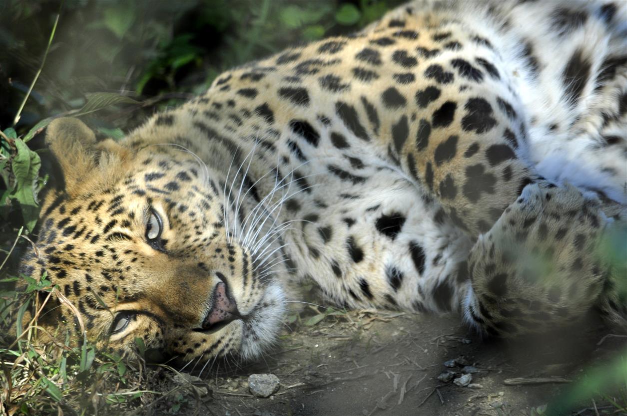 7 sfr-safaris-indien-03