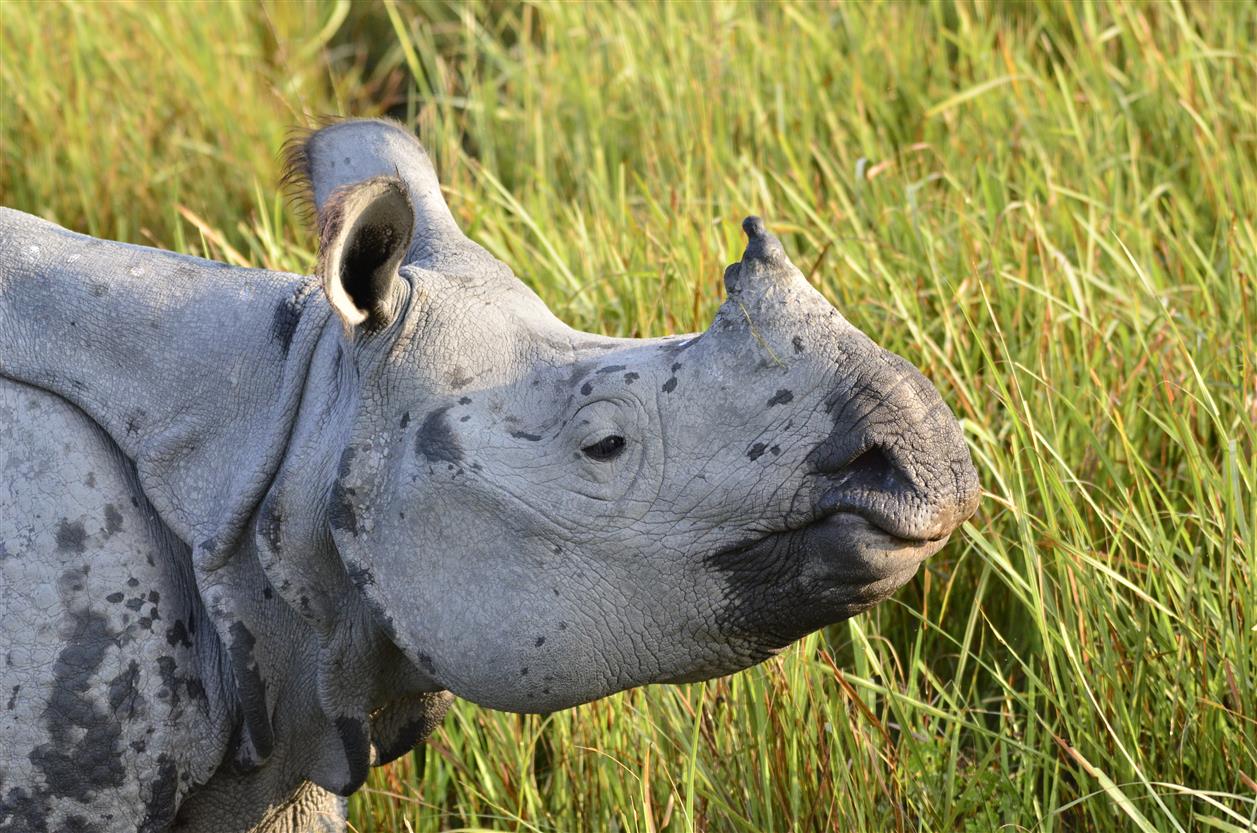 7 sfr-safaris-indien-04