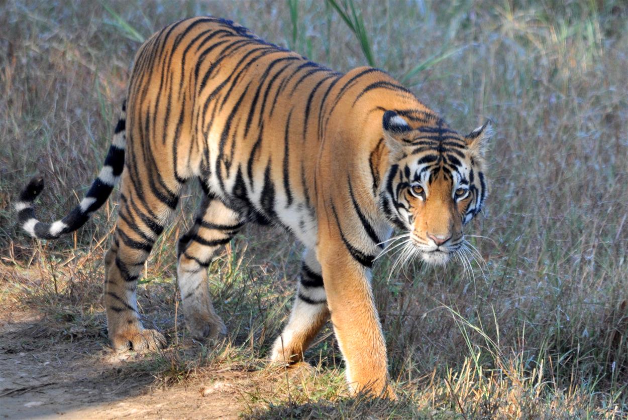 7 sfr-safaris-indien-06