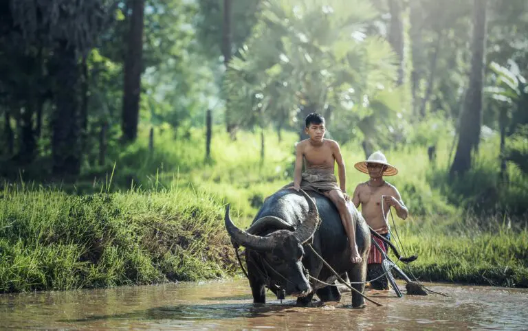 3 Wasserbffel - Nordthailand - Isaan