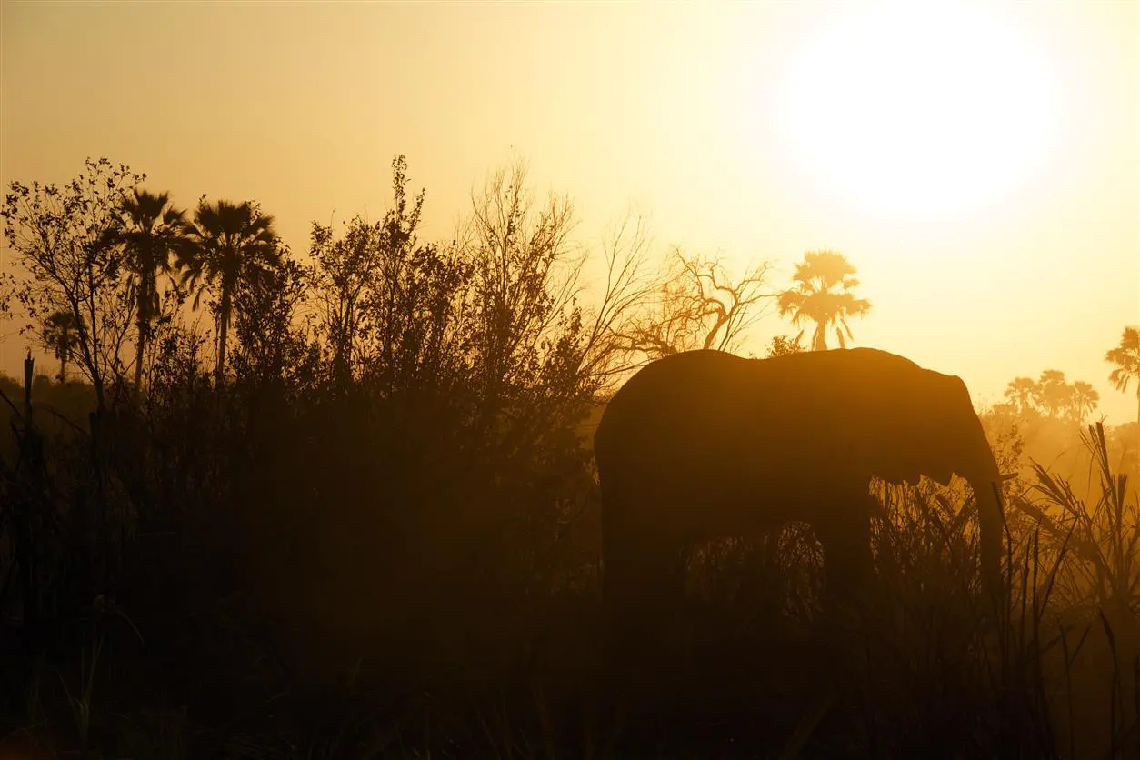 3Elefant Sonnenuntergang Chitwan Park