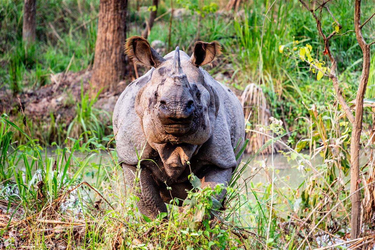 3Nashorn Chitwan Park