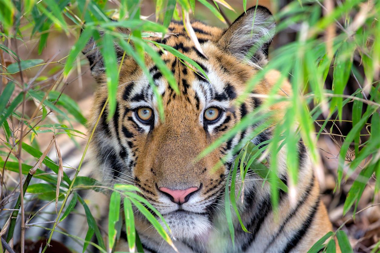 4IND 2015 6INA Tiger Indien