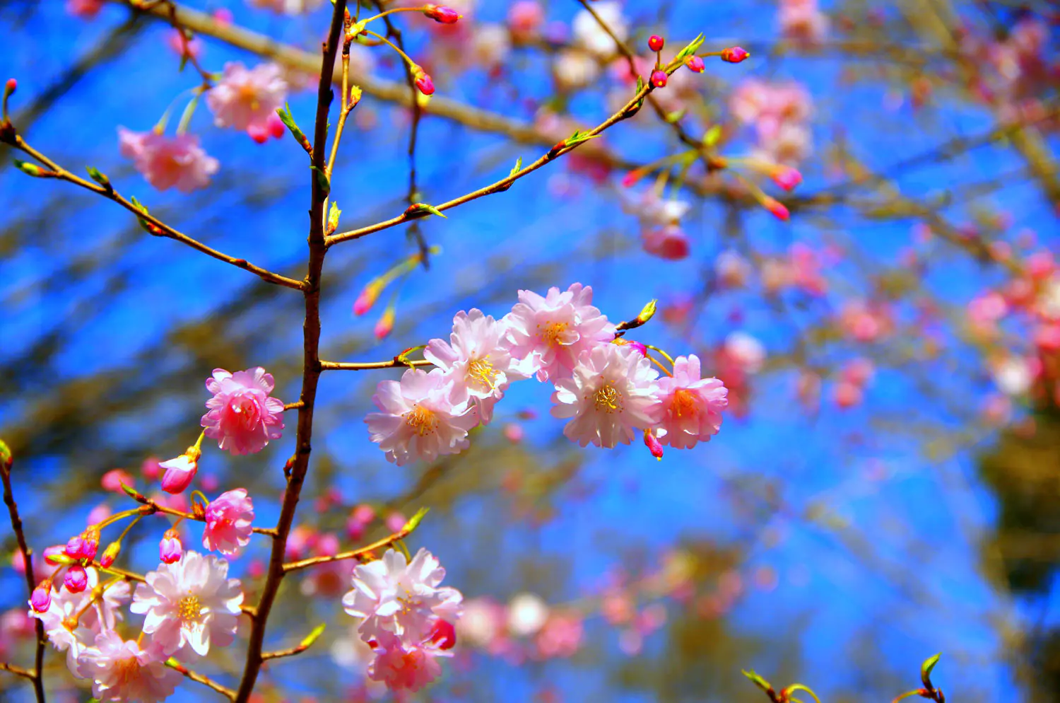 10.3flowers-3366103.jpg Hanami