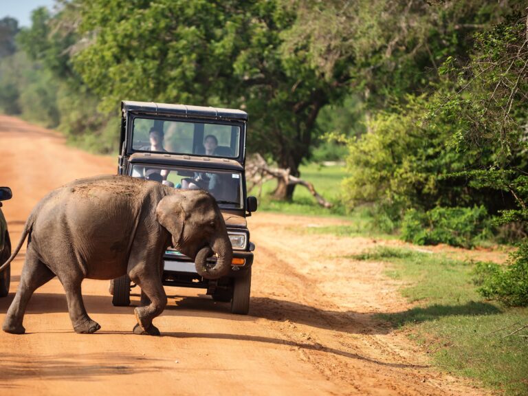 1y shutterstock 536203549