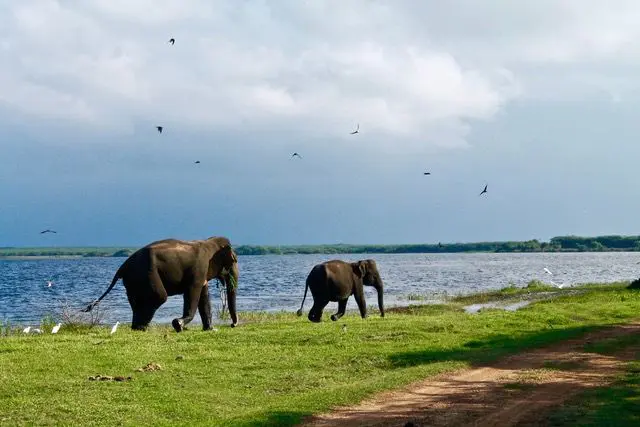 Elefantenfamilie im Minneriya Nationalpark Sri Lanka