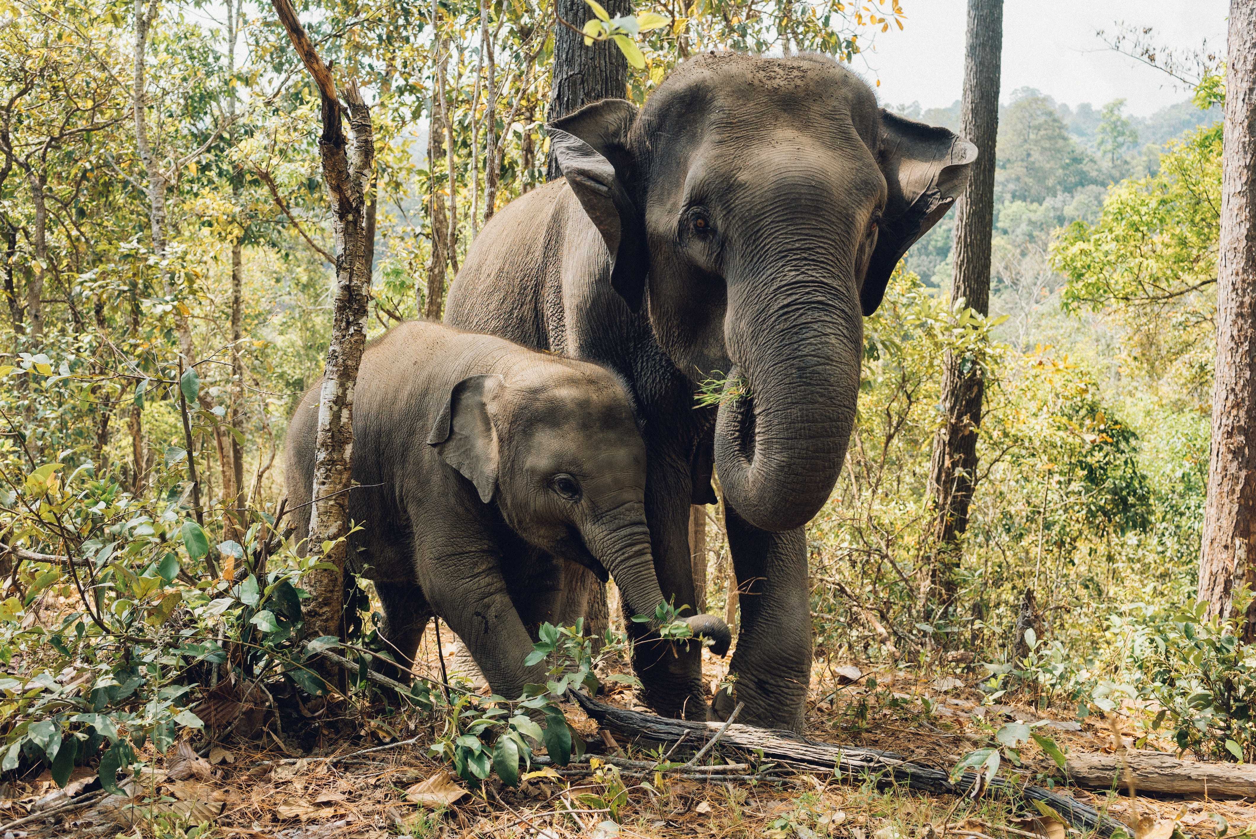 8x elefanten-thailand