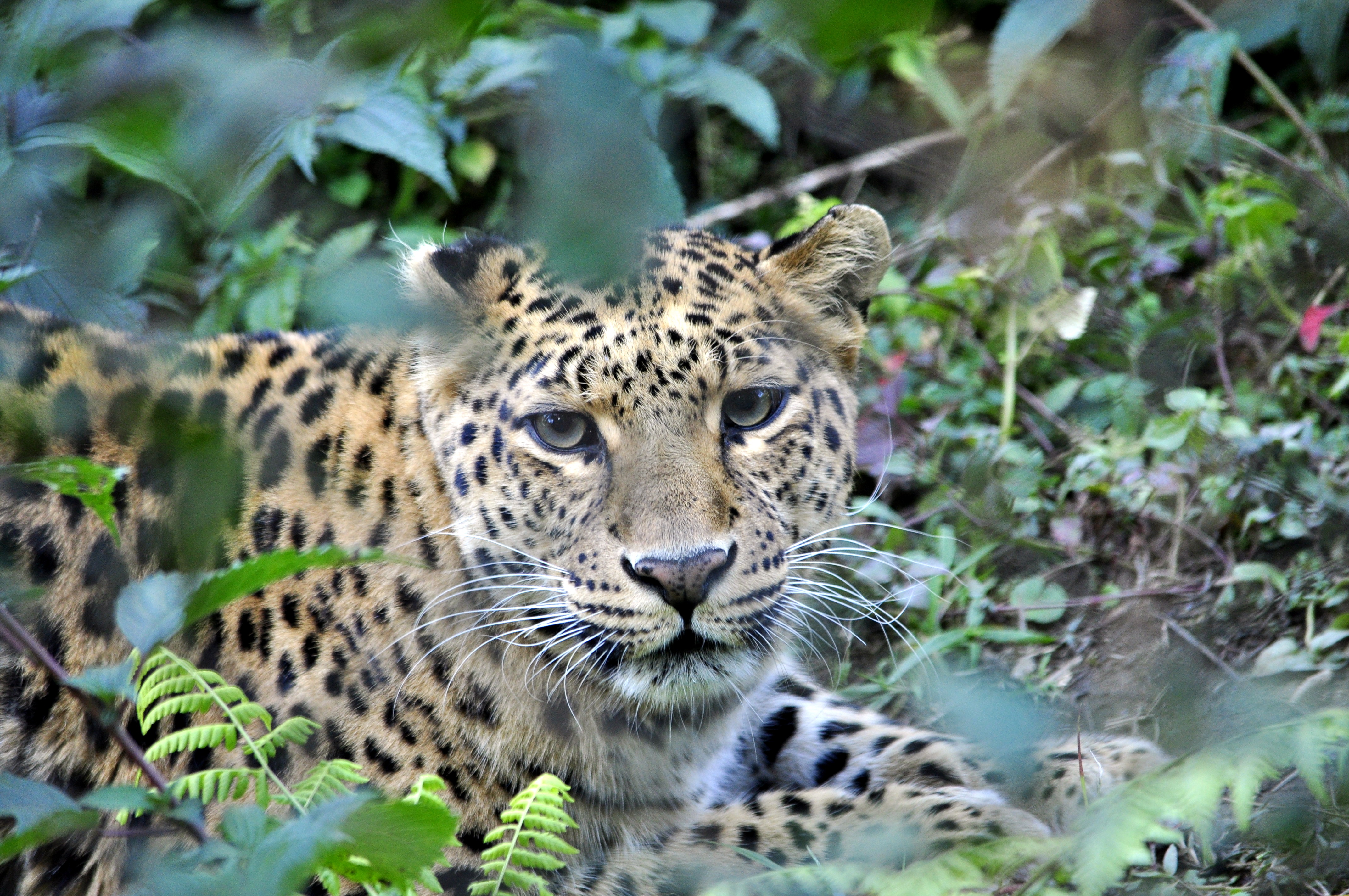 4highlightreise-sikkim-darjeeling-bhutan-leopard