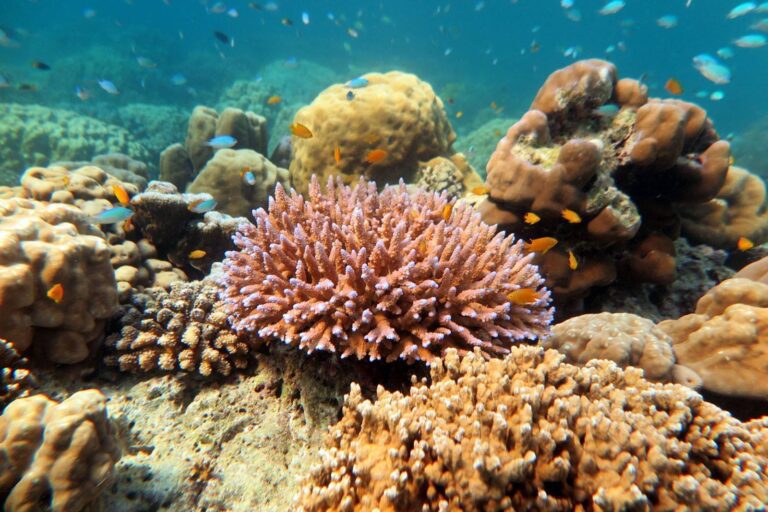 eat-schnorchel-kreuzfahrt-september-1-2019