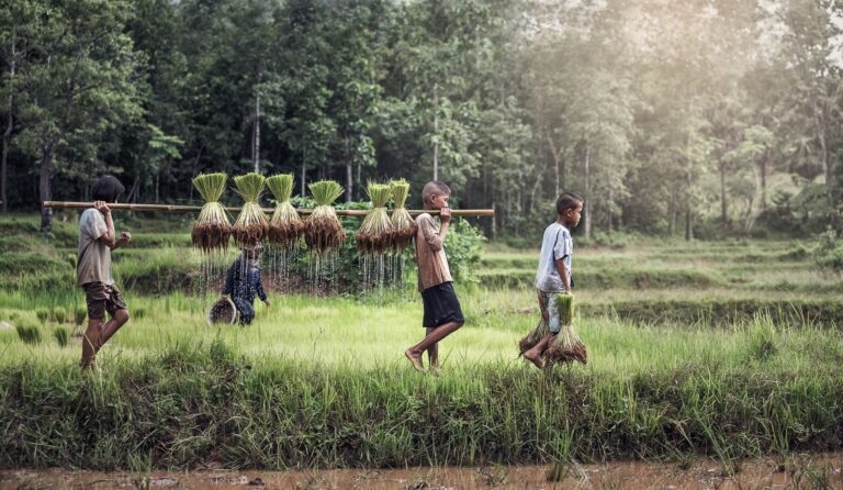 Sasin Tipchai Dreamstime.com 74918692 Kleine Farmer K