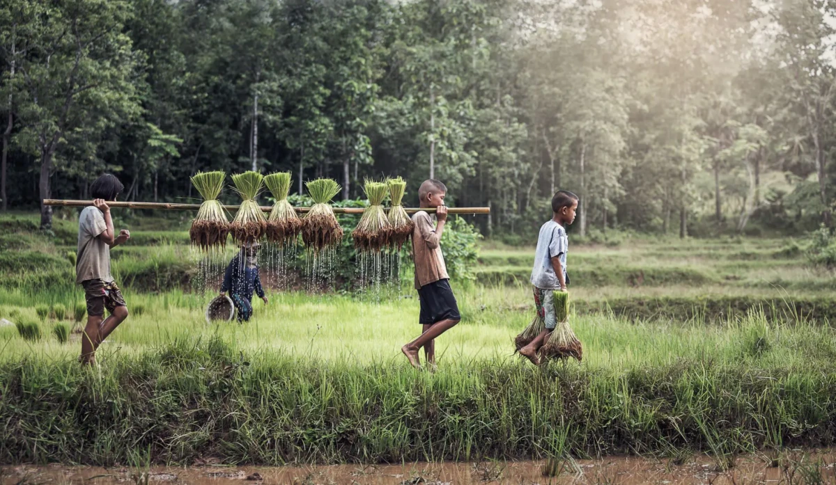 Sasin Tipchai Dreamstime.com 74918692 Kleine Farmer K