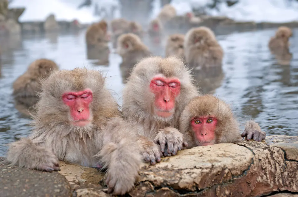 Schneeaffen beim Baden in der heißen Quelle