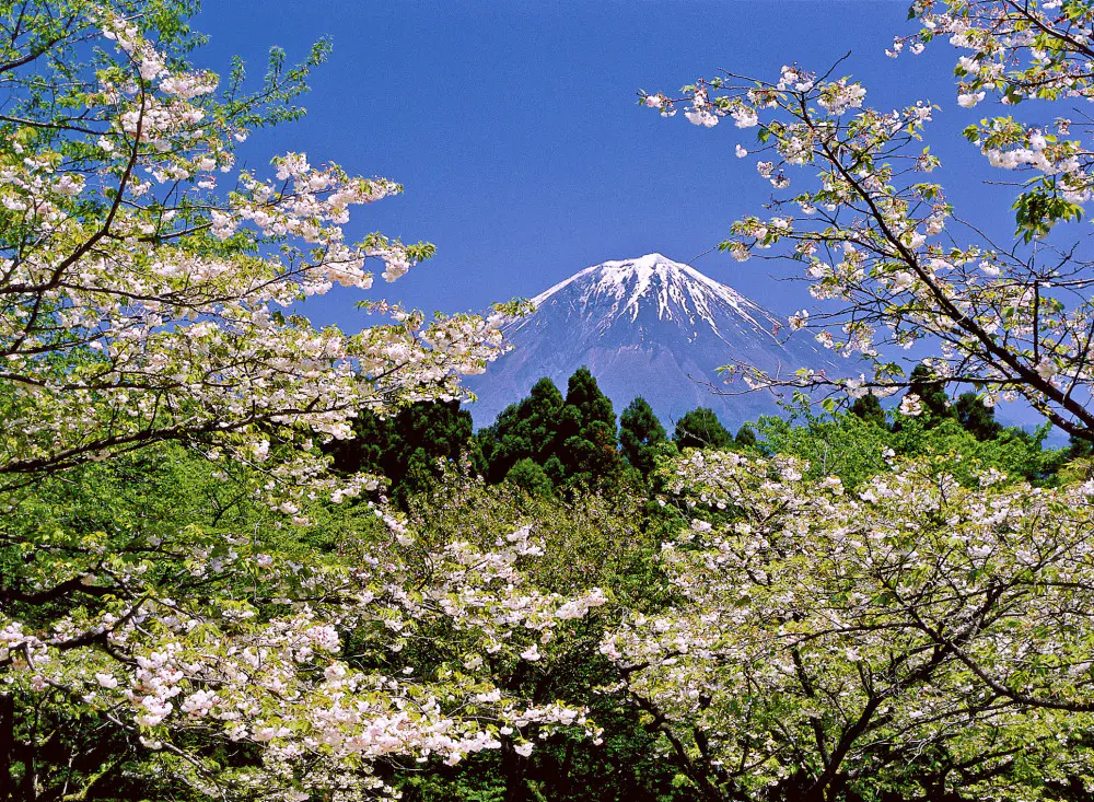 JAP 2017 8SHI Kirschbluete Shizuoka fujinomiya shiraito